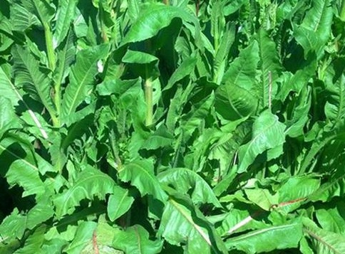 1629370005293408.jpg image.jpg