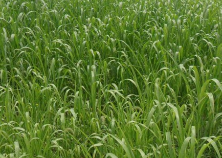 1629370236774977.jpg image.jpg