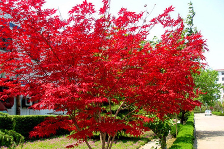 1629383101297724.jpg 日本紅楓111111111111111111111.jpg