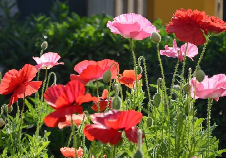 1629385330308596.jpg 虞美人11.jpg