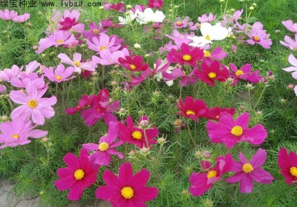 1629437299500054.jpg 1629437294(1).jpg