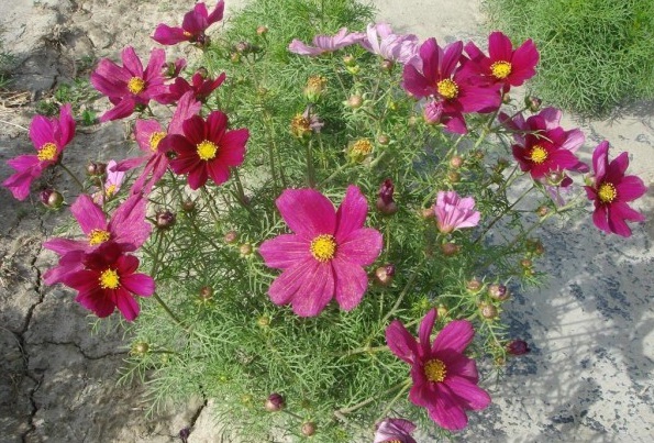 1629437311820958.jpg 1629437308(1).jpg