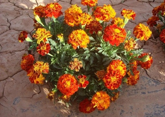 1629438720701833.jpg 1629438716(1).jpg