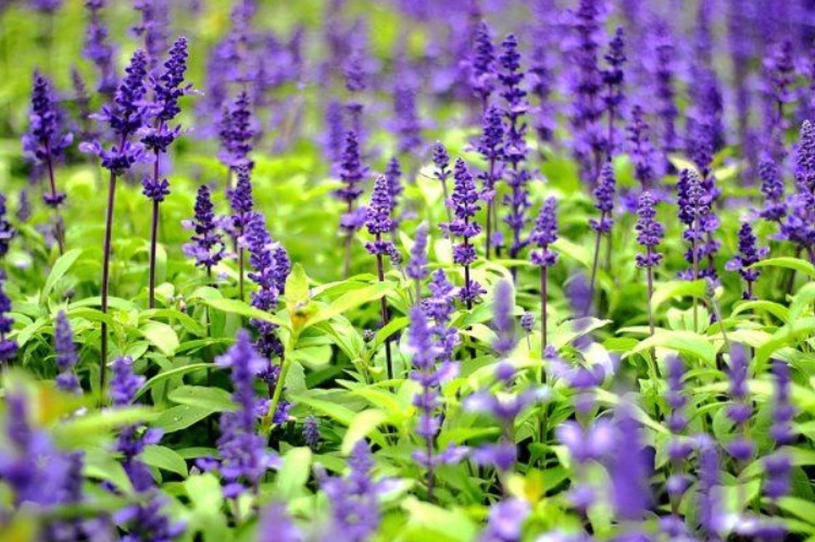 1629446126637949.jpg 藍花鼠尾草555555555555555.jpg