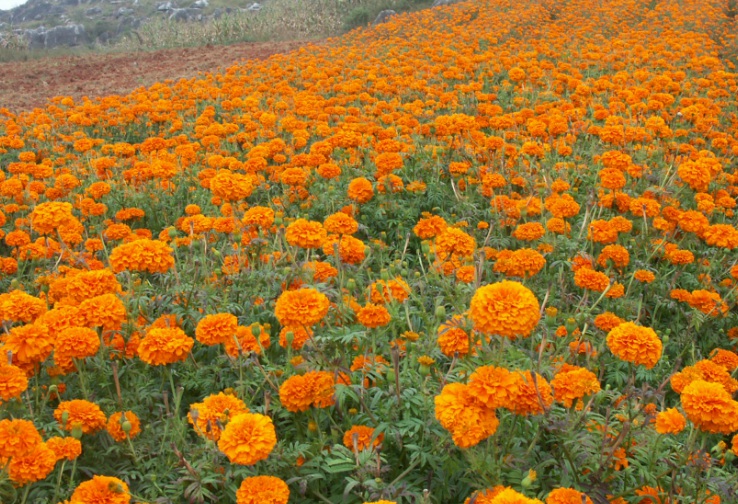 1629446897413998.jpg 萬壽菊101010.jpg