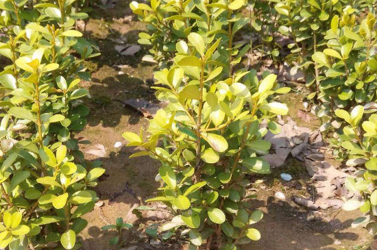 1629447026261594.jpg 2.jpg