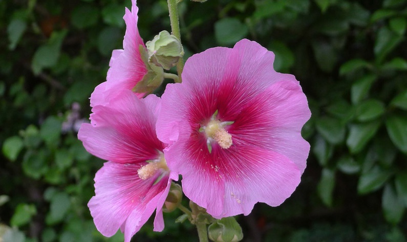 1629447428147278.jpg 蜀葵2.jpg