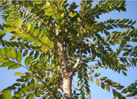 1629469807757847.jpg image.jpg