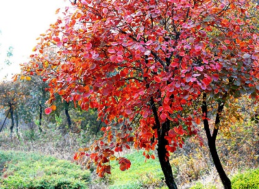 1629469894127235.jpg image.jpg