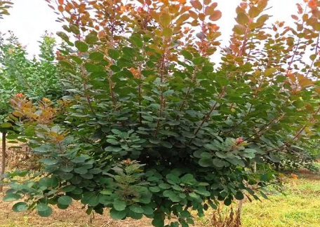 1629469904475209.jpg image.jpg