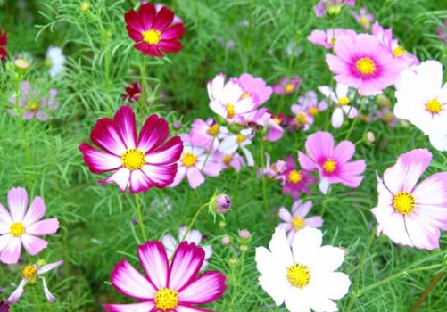 1629470377774300.jpg image.jpg