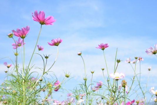 1629470386932209.jpg image.jpg