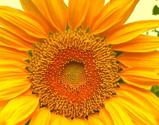 1629470700937165.jpg image.jpg