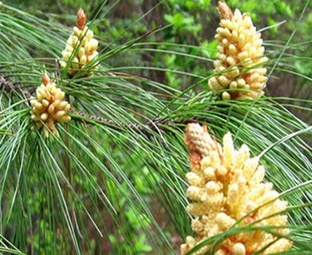 1629470859181779.jpg image.jpg