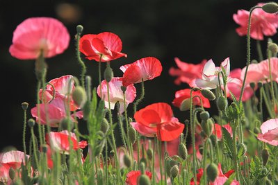 1629547201674726.jpg 1629547201674726.jpg