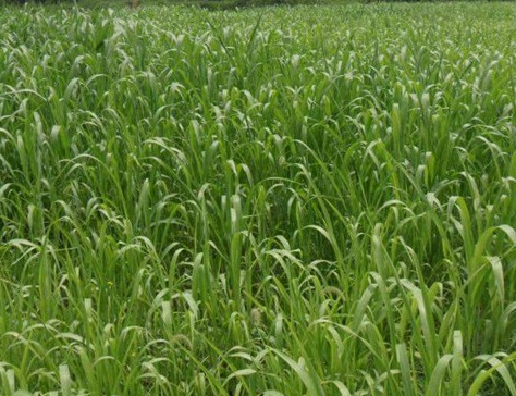 1629550999479733.jpg 牧草冬天能種嗎