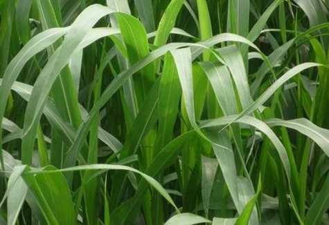 1629551005293810.jpg 牧草冬天能種嗎