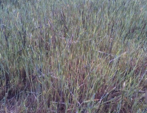 1629551869555498.jpg image.jpg