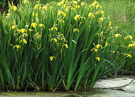 1629553040867354.jpg image.jpg