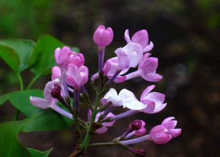 1629553114701471.jpg image.jpg