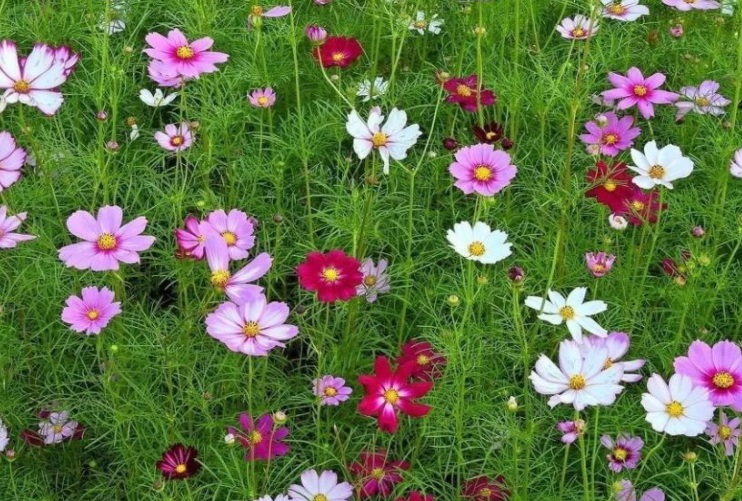 1629558473898138.jpg 波斯菊花海.jpg