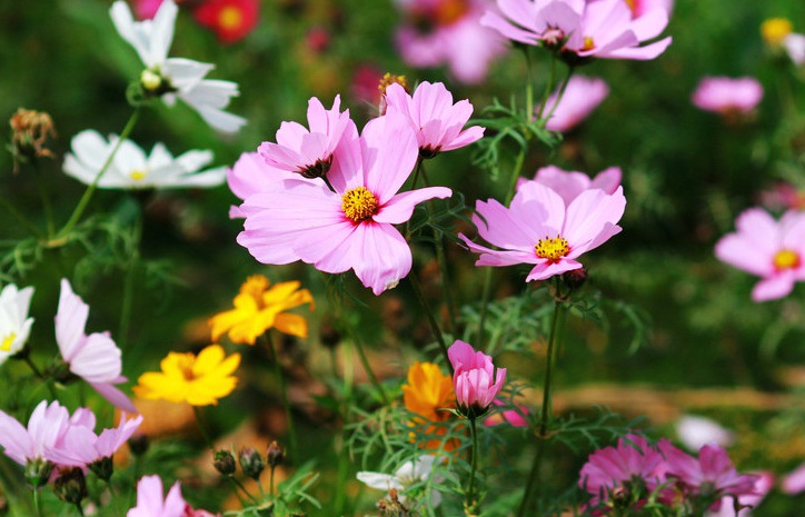 1629559288774790.jpg 波斯菊111.jpg