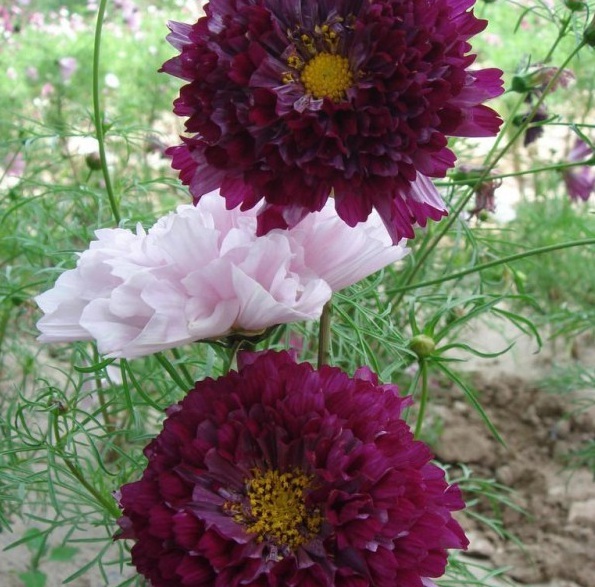 1629611654467472.jpg [BY@AU2`3ZB1X2WKEL944VG.jpg