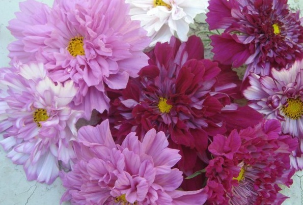 1629611665233127.jpg P)$}MR5Y79~P`XEU1A~{``P.jpg