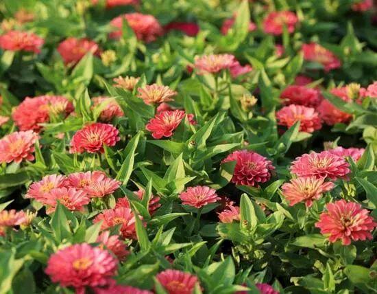 百日草生長期養(yǎng)護(hù)要點(diǎn)，百日草一年四季的養(yǎng)護(hù)方法