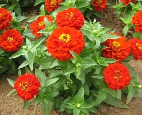 百日草生長期養(yǎng)護(hù)要點(diǎn)，百日草一年四季的養(yǎng)護(hù)方法