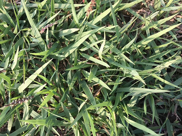 結(jié)縷草草坪圖片