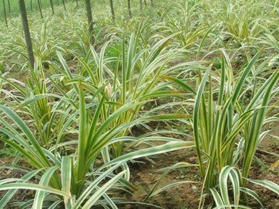 1629628724210178.jpg 1629628724210178.jpg