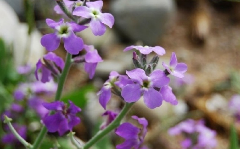 1629641754883360.jpg 紫花1111111111111111111111.jpg