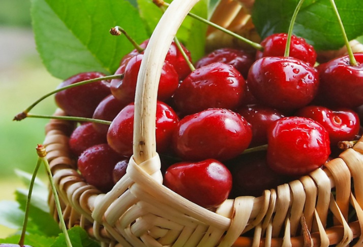 1629644784898941.jpg 盆栽櫻桃11111111111.jpg