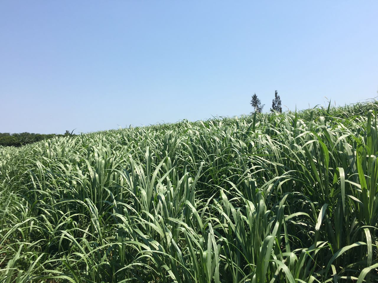 1629691318392906.jpg 1629691318392906.jpg