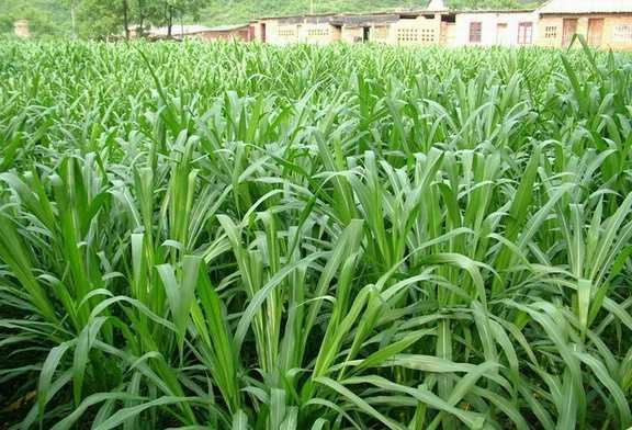 1629691318667866.jpg 1629691318667866.jpg