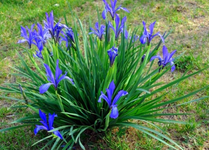 1629728671244751.jpg 馬蓮花1.jpg