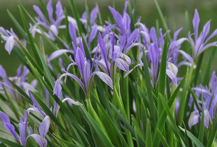 1629728698653359.jpg 馬蓮花2.jpg