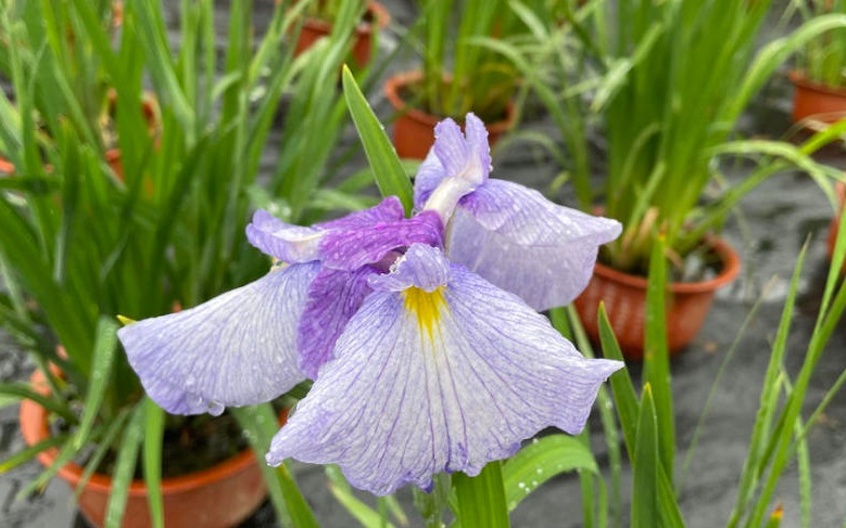 1629729951320179.jpg 菖蒲華222222222222222222.jpg