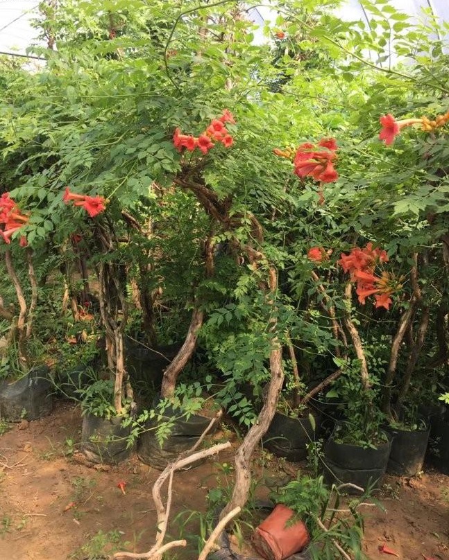 1629796342418330.jpg image.jpg