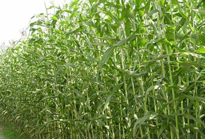 1629815562591020.jpg 甜高粱3.jpg