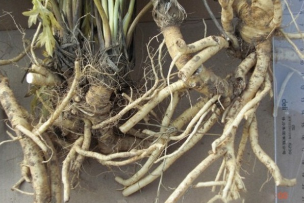 1629817734816589.jpg image.jpg