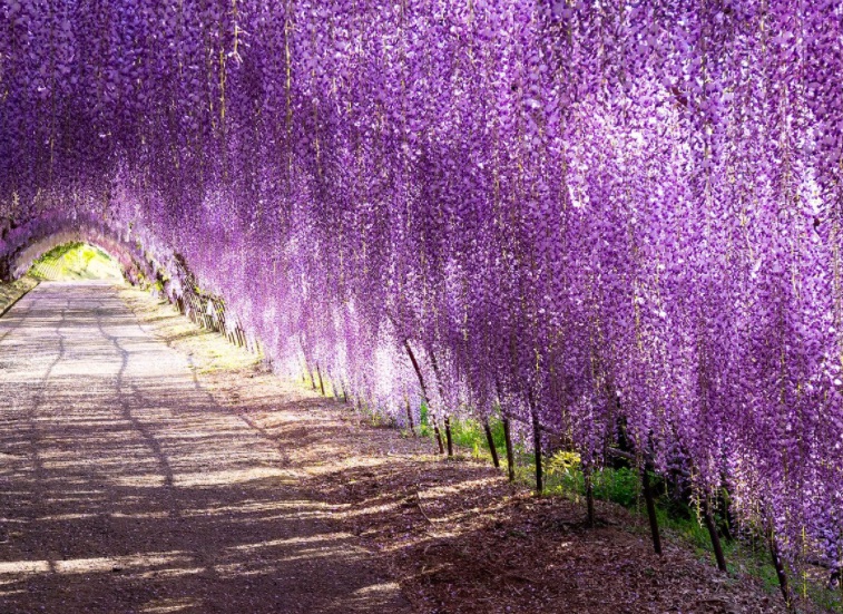 1629868726393735.jpg 紫藤花1414.jpg