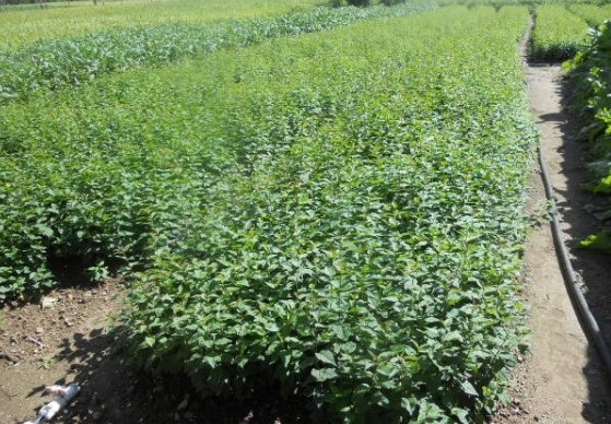 1629873010855247.jpg (ONTNUMVAOT1%ZF@35X5)PS.jpg