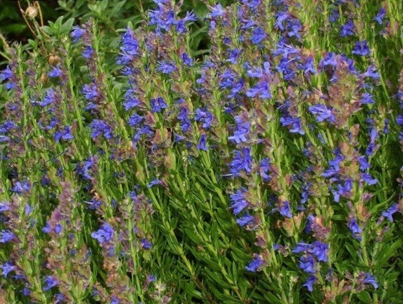 1629874321533093.jpg O0Z_I_53SVF99}~U5Q7A8_1.jpg