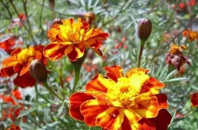 這種花居然叫做孔雀草，一直以為是太陽花呢，這次又長知識了！