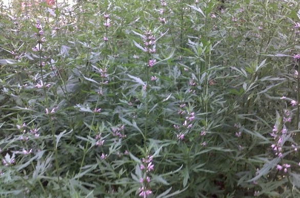 1629876750405211.jpg TLE)0K3Q@FL8NALVK9S(}Z9.jpg