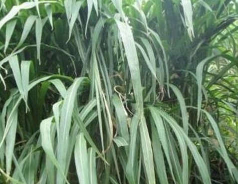 1629881230829787.jpg image.jpg