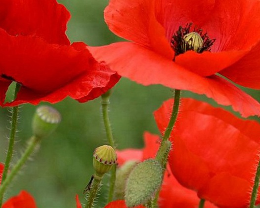 1629881311981226.jpg image.jpg