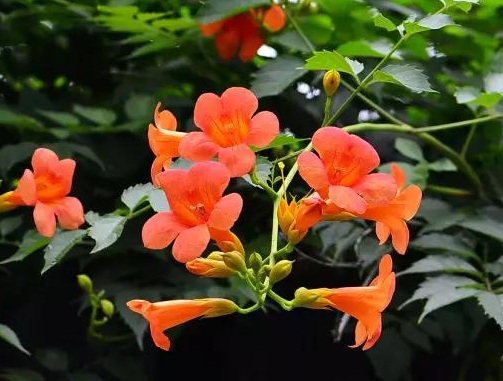 1629881595679059.jpg image.jpg